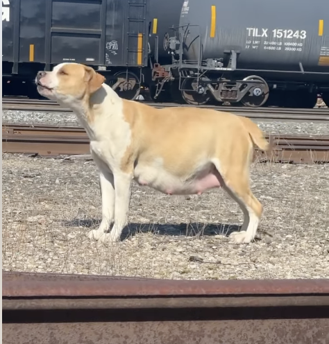 This Mama Dog Gave Birth To 9 Puppies in the Most Dangerous Spot—What Happened Next Saved Them All